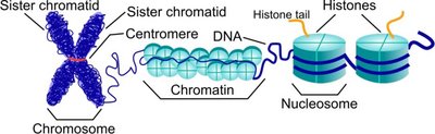 Chromosome, chromatin, nucleosome structure