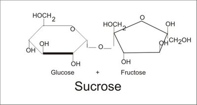 Sucrose structure: glucose and fructose joined
