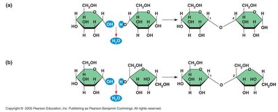 Dehydration synthesis and hydrolysis of disaccharides