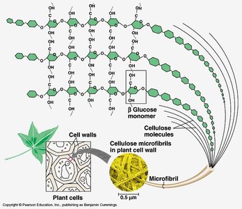 Cellulose structure and its role in plant cell walls