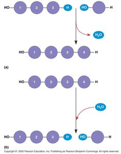 Diagram showing dehydration synthesis and hydrolysis of polymers