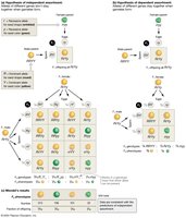 Punnett squares for dihybrid crosses showing independent assortment