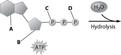 Diagram of ATP molecule showing labeled parts A, B, C, D and hydrolysis