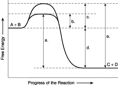 Reaction energy diagram showing activation energies and free energy changes