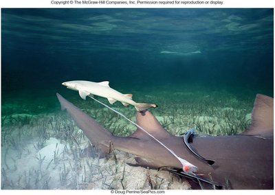 Viviparous fish carrying live young