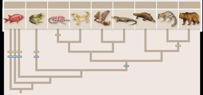 Evolutionary tree of internal fertilization and live birth in vertebrates