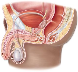 Human male reproductive system diagram