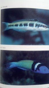 Bluehead wrasse showing hermaphroditism and protogyny