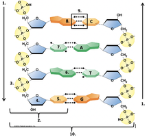 DNA structure diagram showing nucleotide components