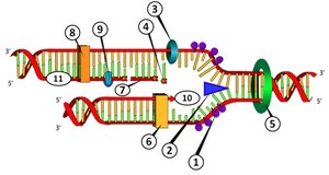 DNA replication diagram with labeled enzymes and strands