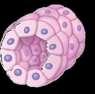 Simple cuboidal epithelium