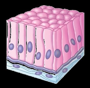 Simple columnar epithelium