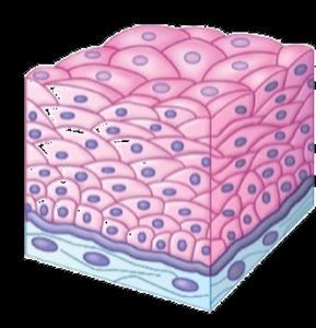 Stratified squamous epithelium
