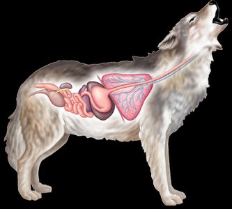 Micrograph of epithelial tissue with specialized junctions