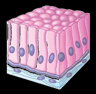 Diagram showing apical and basolateral surfaces of epithelial cells