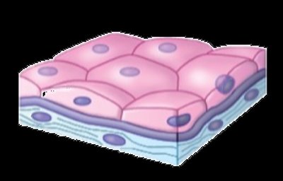 Simple cuboidal epithelium
