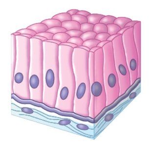 Ciliated columnar epithelium