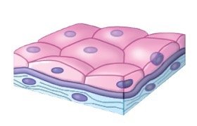 Micrograph of stratified squamous epithelium