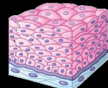Micrograph of skin with hair follicles