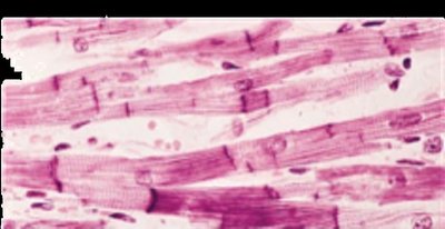 Skeletal muscle tissue