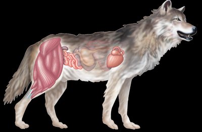 Smooth muscle tissue