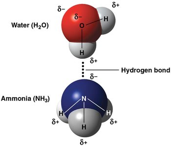 Hydrogen bond between water and ammonia