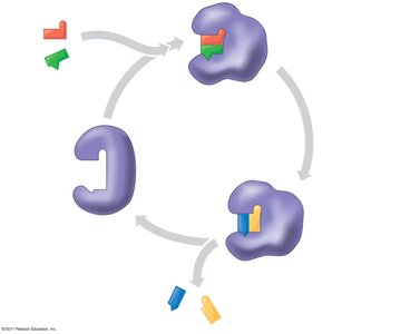 Catalysis in the enzyme's active site