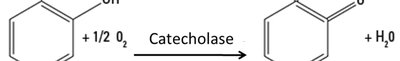 Catecholase reaction equation