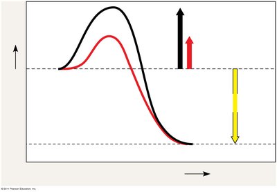 Enzyme lowers activation energy diagram
