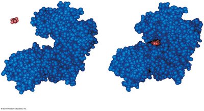 Enzyme-substrate complex diagram