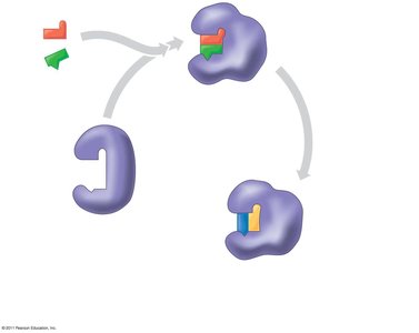 Catalysis in the enzyme's active site