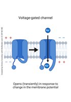 Voltage-gated channel diagram