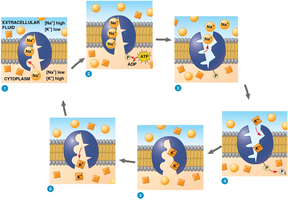 Sodium-potassium pump cycle