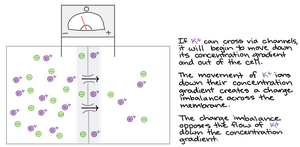 Diagram of electrochemical gradient across a membrane