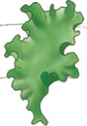Green leafy structure, possibly algae or plant