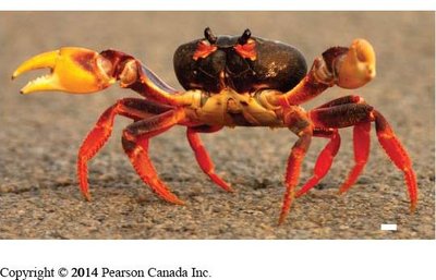 Mosquito as a disease vector