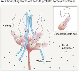 Choanoflagellate colony and sponge feeding cell comparison