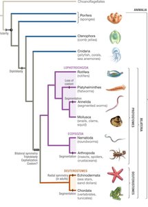 Animal phylogeny showing major groups