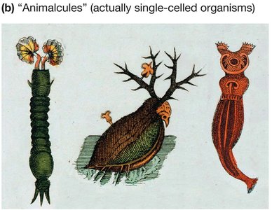 Animalcules (single-celled organisms) as seen by van Leeuwenhoek