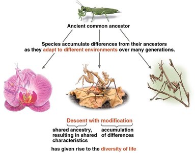 Diagram showing descent with modification from a common ancestor