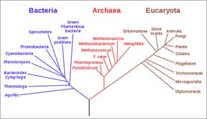 Phylogenetic tree of Bacteria, Archaea, and Eukaryota