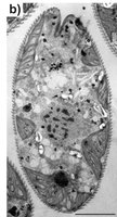 Labeled diagram of a eukaryotic cell