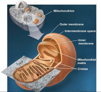 Structure of a mitochondrion
