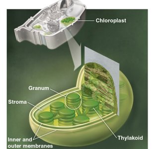Structure of a chloroplast
