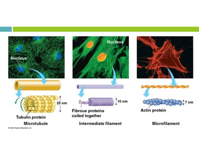 Types of cytoskeletal fibers