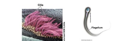 Cilia and flagellum structure