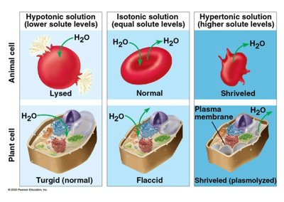 Effects of tonicity on animal and plant cells