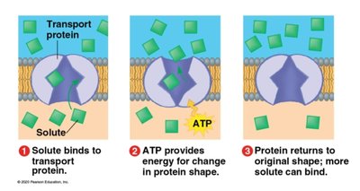 Mechanism of active transport