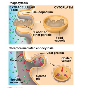 Phagocytosis and receptor-mediated endocytosis