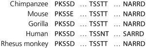 Amino acid sequences of FOXP2 protein from five species